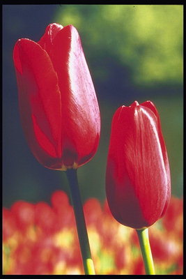 Tamno-crveni tulipani s tankim laticama.