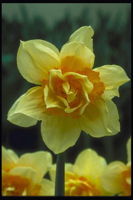 Tulip lemon hue.
