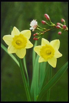 Luz amarela tulipa nun longo caule e ramos Calvo.