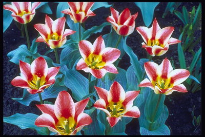 Bela z rdečimi tulipani vrstic na venčnih listov.