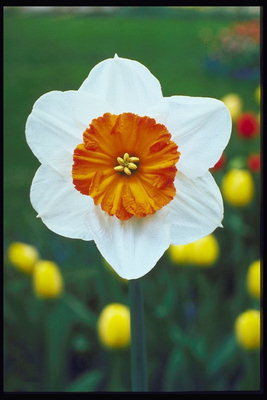 Narcisse blanc avec une flamme orange-coeur