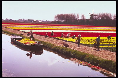 Harvesting of tulips at the river, a mill.