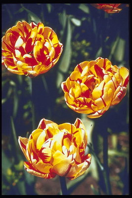 Tulipány sú žlté s červenými žíl.