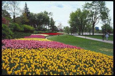 Park.Kompozitsiya con tulipas