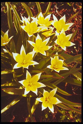Tulpes citronu nokrāsas ar akūtu ziedlapiņām