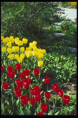 Seng av tulipaner i parken