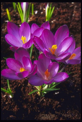 สีม่วงสดใส tulips ในสั้นก้าน
