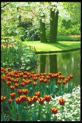 Parco zona. Il fiume, una aiuola di tulipani