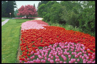 Park. Rozmanitosťou farieb-červená, ružová, karmín tulipány