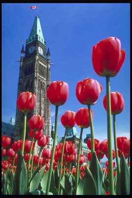 Relógio torre e chama-vermelho tulipas