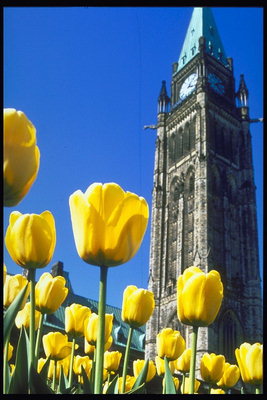 Sárga tulipánok a háttérben a kápolna