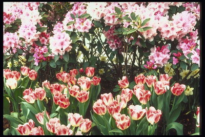 Hvit-røde tulipaner på bakgrunn av blomstrende busk