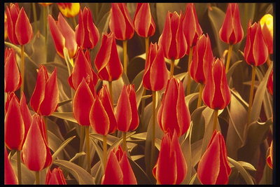 ที่ buds ของสีแดง tulips