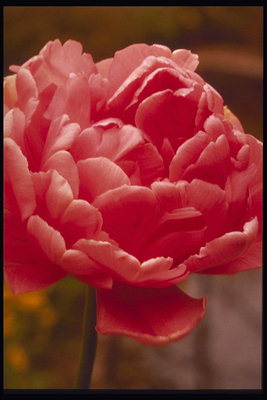 Dark pink tulip dengan torn Tepi-tepi petals