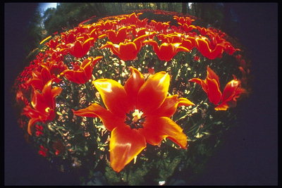 Kytica s plameň-červené tulipány