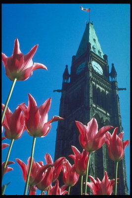 Kápolna. Rózsaszín tulipánok