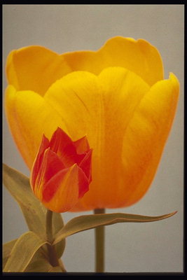 Laranja com uma pequena tulipa vermelha tulipas