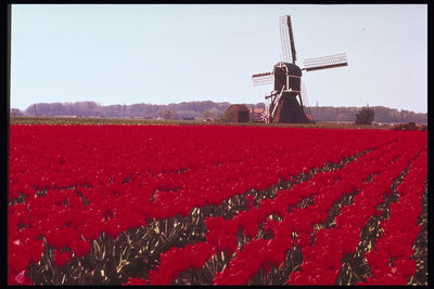 El campo de tulipanes de color rojo oscuro y un molino