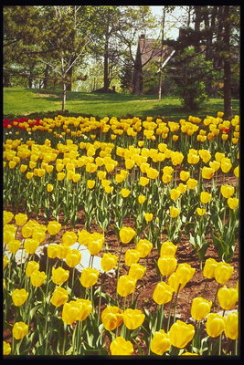 Plen tulipaner i parken