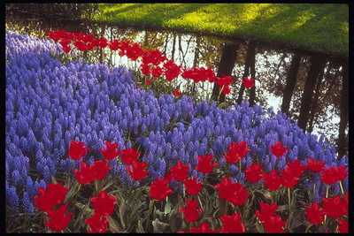 Red tulips sobre a margem do rio