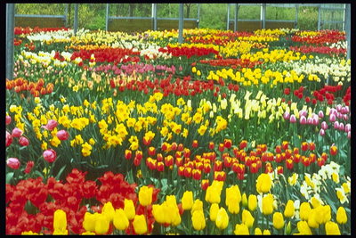 Kompozycja z czerwonym, żółte, pomarańczowe i białe tulipany