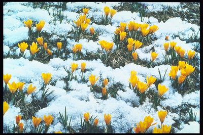 Geltona gėlės po sniegu