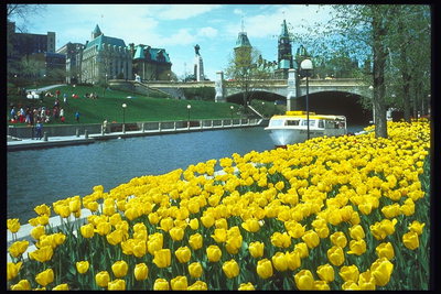 النهر. الجسر ، قارب ، زهور الأقحوان الصفراء