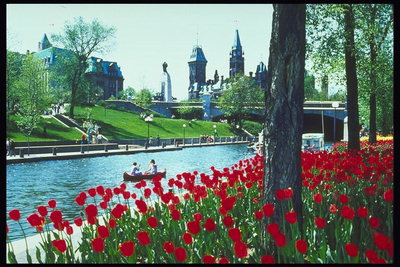 Het kasteel, brug, rivier, donker-rode tulpen