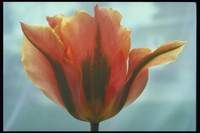 Pink Tulip longo ondulado pétalas