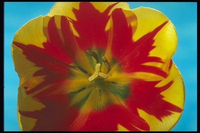 Tulip yellow with a red heart and round petals