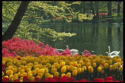 A pond with white swans. Flowerbeds with tulips