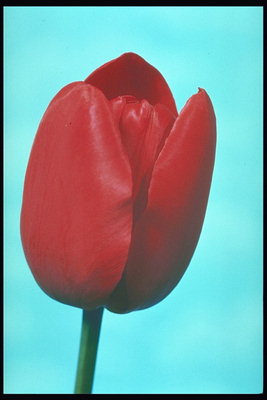 Красный тюльпан с широкими лепестками