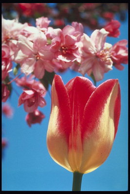 Tulipans i pomeres en flor branca