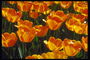 Płomień-pomarańczowych tulipanów.