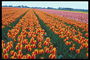 Pole pomarańczowo-czerwone tulipany.
