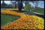 Landskab sammensætning med gule og orange tulipaner.