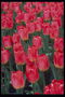 Maitim na kulay-rosas tulips sa mahabang Petals.