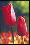 Dark-rode tulpen met dunne bloemblaadjes.