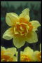 Tulip Zitrone Farbton.
