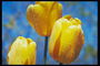 Gele tulpen in druppels dauw.