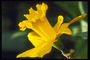 Zonnige gele tulp op een dunne steel.