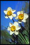Witte Narcissus