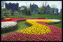 Cảnh, thành phần với các hoa tulip.