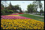 Park.Kompozitsiya s tulipány