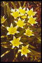 Tulips lemon shades with acute petals