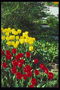 Bed af tulipaner i parken