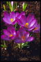Bright purple tulips on a short stalk