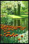 Park zone. The river, a flower-bed of tulips