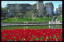 Park. Red tulips on the river bank