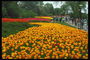 Park. Flowerbeds oranžové a červené tulipány
